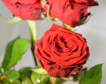 Erotischer Valentinstag mit Rosen
